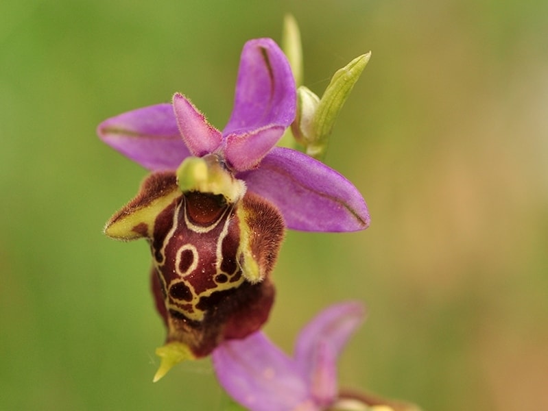 Ophrys apulica ssp 3-min.jpg